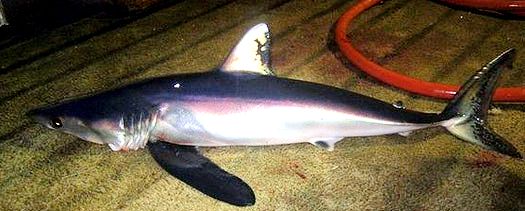 Isurus paucus_04.jpg